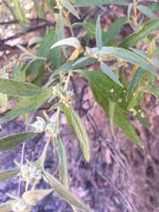 Buddleja tucumanensis