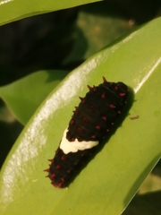 Mimoides ilus branchus