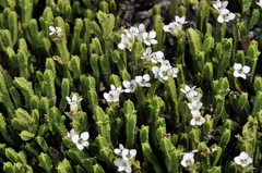 Veronica tetrasticha