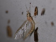 Ephemera varia