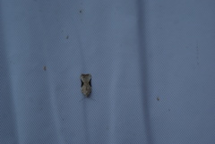 Acleris subnivana