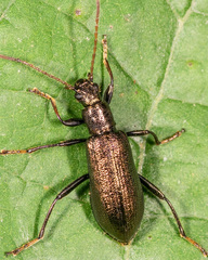 Arthromacra