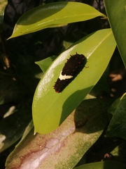 Mimoides ilus branchus