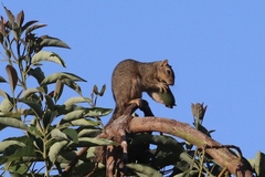 Sciurus niger