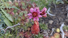 Sempervivum minutum