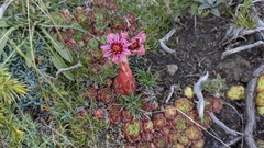 Sempervivum minutum