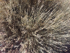 Aphyllocladus spartioides