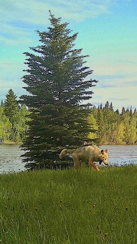Gray Wolf