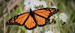 Danaus plexippus