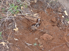Crotalus lepidus klauberi