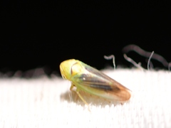 Macropsis