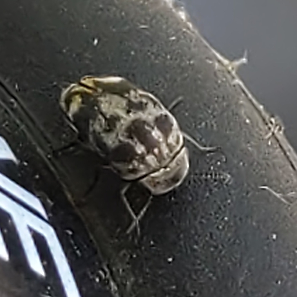 Tomoxia inclusa