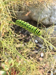 Papilio polyxenes