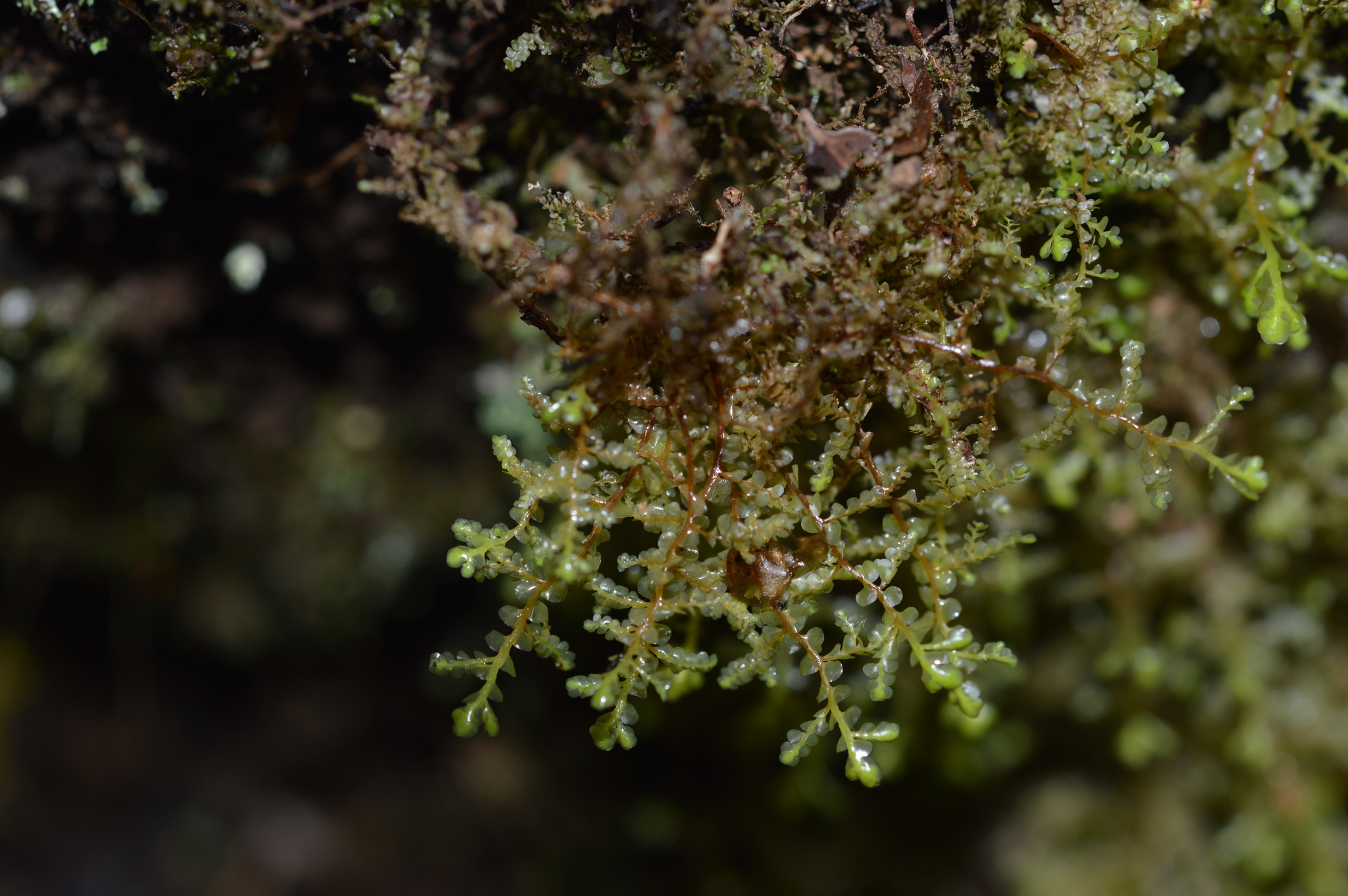 Radula decora