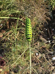 Papilio polyxenes