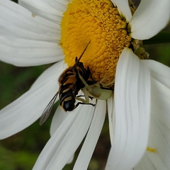 Helophilus groenlandicus