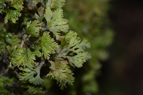 Riccardia prehensilis