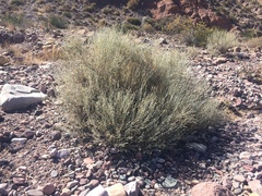 Aphyllocladus spartioides