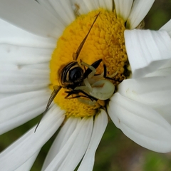 Helophilus groenlandicus