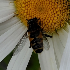 Helophilus groenlandicus