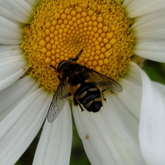 Helophilus groenlandicus