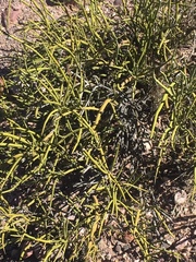 Senna crassiramea