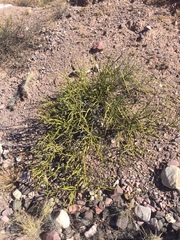 Senna crassiramea