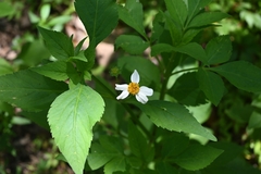 Bidens alba