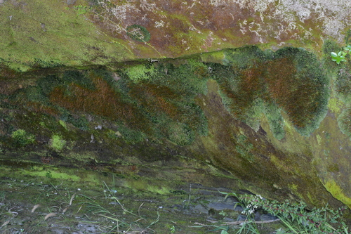Phaeomegaceros squamuliger