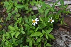 Bidens alba