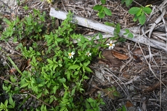 Bidens alba