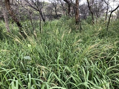 Digitaria parviflora