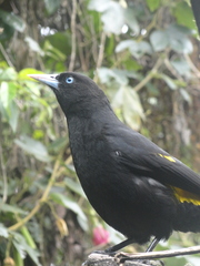 Cacicus chrysonotus