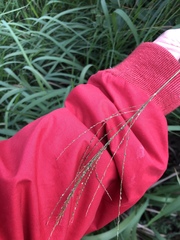 Digitaria parviflora