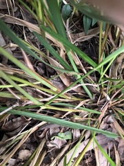 Digitaria parviflora