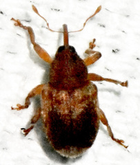 Lignyodes fraxini