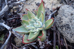 Dudleya cymosa pumila