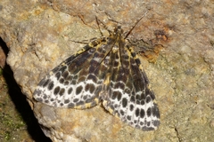 Arichanna melanaria