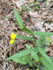 Crotalaria sagittalis