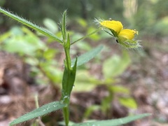 Crotalaria sagittalis