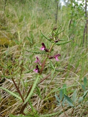 Pedicularis parviflora