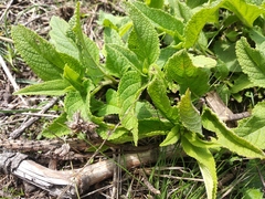 Lepechinia caulescens