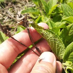 Lepechinia caulescens