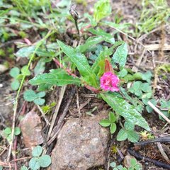 Oenothera deserticola