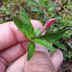 Oenothera deserticola