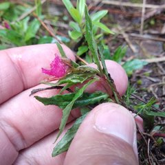Oenothera deserticola