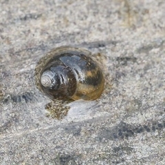 Bithynia tentaculata