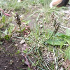 Plantago nivea