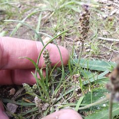 Plantago nivea