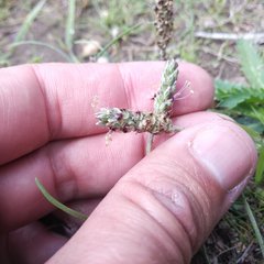 Plantago nivea